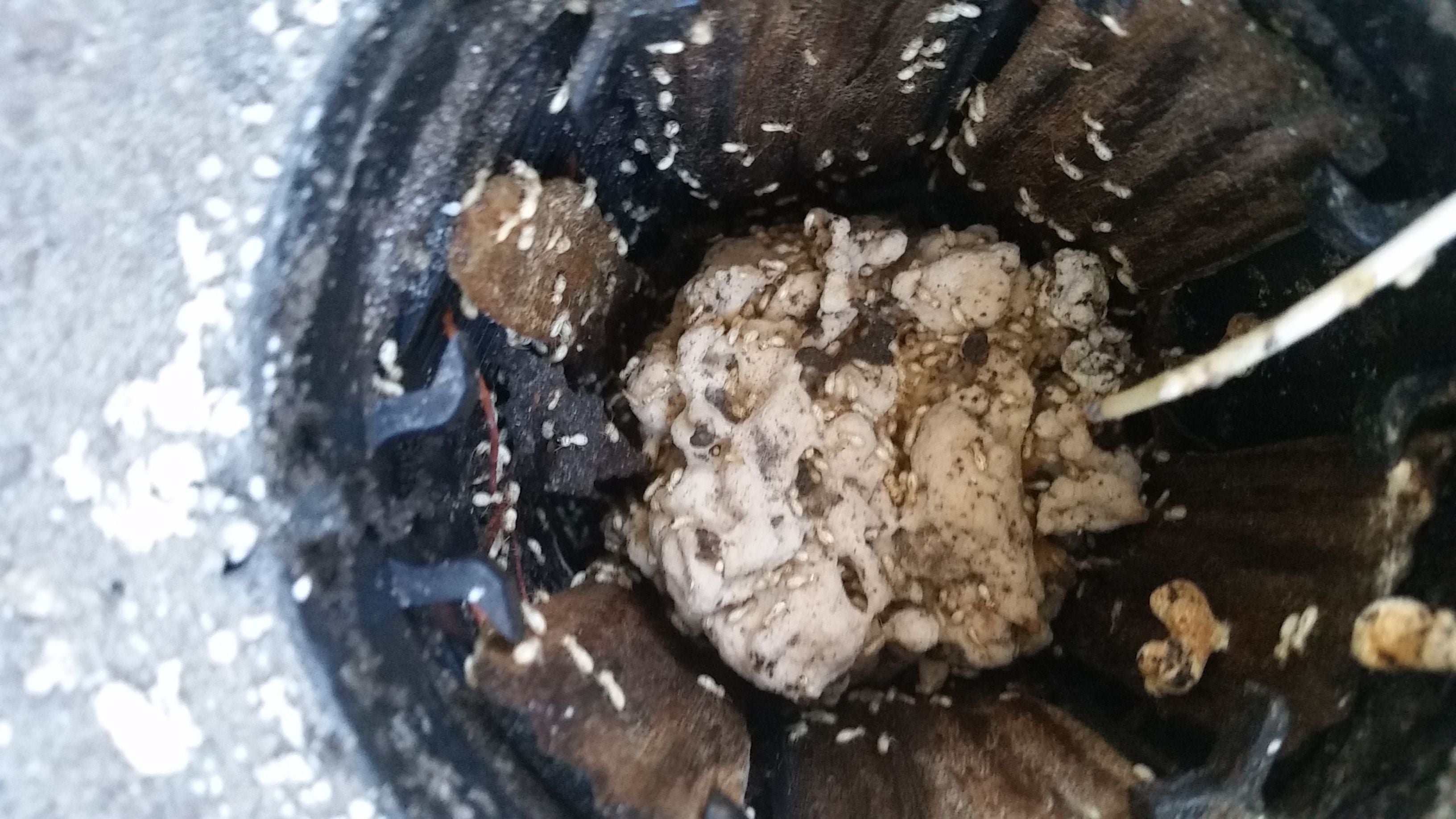 Pest Control Gold Coast