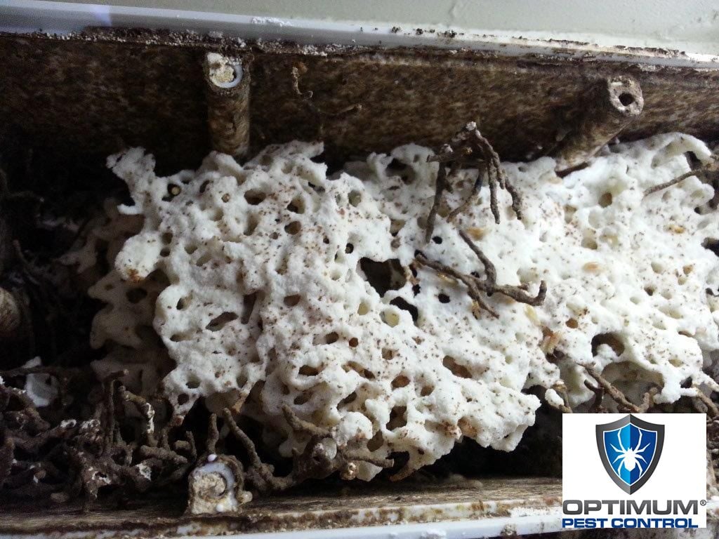 Termite Damage Optimum Pest Control Gold Coast