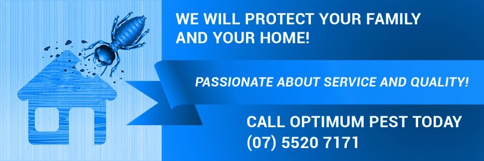 Termite Treatment Gold Coast