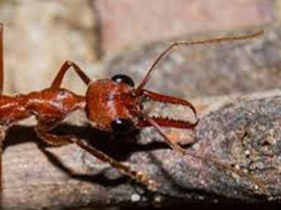 pest control gold coast