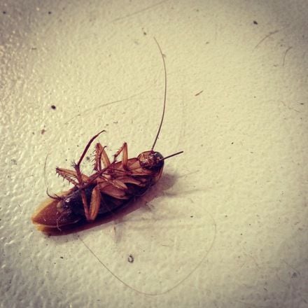 pest control gold coast