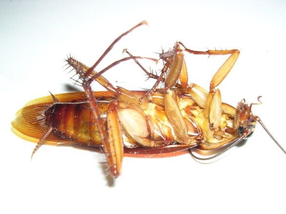 Pest Control Gold Coast