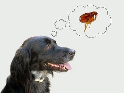 fleas pest control gold coast