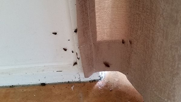 Pest Control Tweed Heads