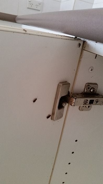 Pest Control Gold Coast