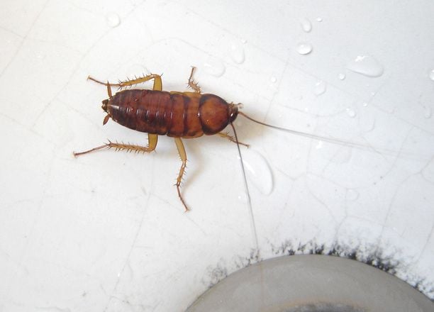 cockroach pest control gold coast