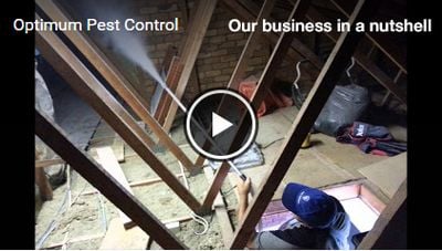 cockroaches_pestcontrol