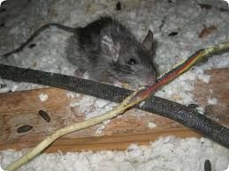Rats Pest Control Gold Coast