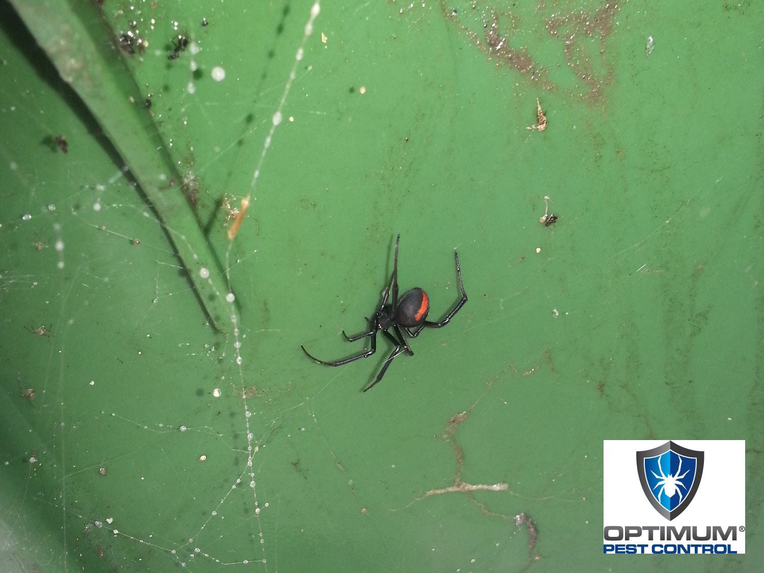 Pest Control Gold Coast