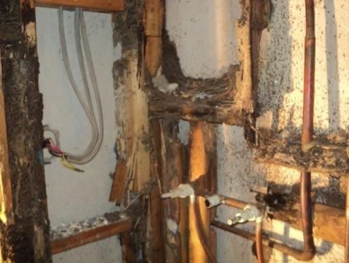 Termite Damage Optimum Pest Control