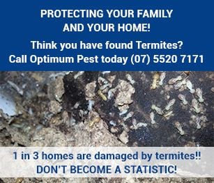termites gold coast