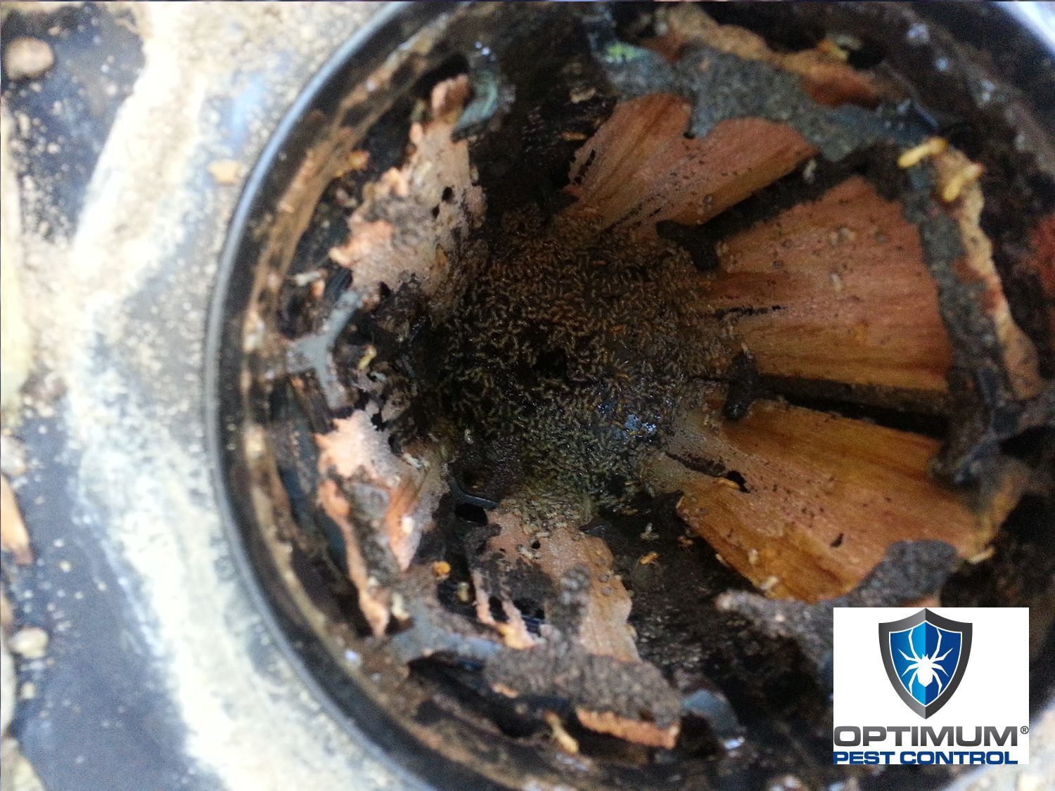 Termite Treatment Gold Coast