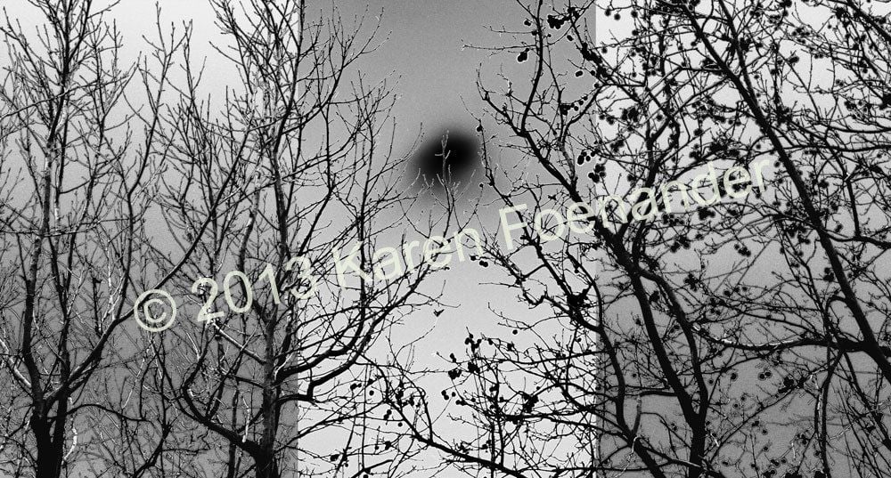 Trees in Black and White - Karen Foenander
