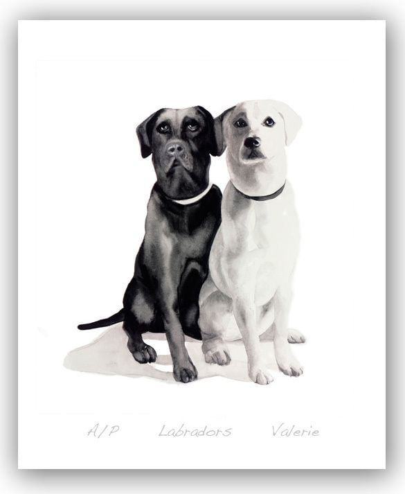 Labradors - Valerie