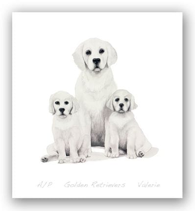 Golden Retrievers - Valerie