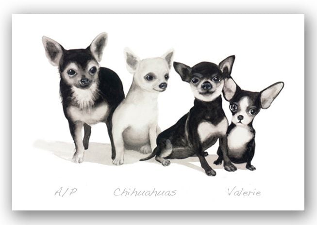 Chihuahuas - Valerie