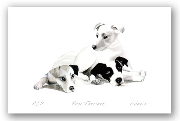 Fox Terriers - Valerie