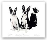 Boston Terriers - Valerie