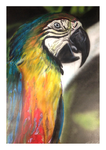 Macaw by Sheehan