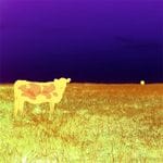 I love Cows Purple and Gold by Jan Neil