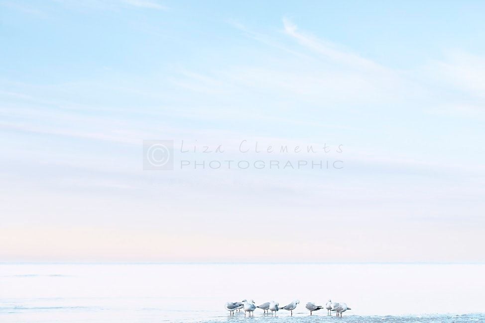 Seagulls Beaumaris - Liza Clements