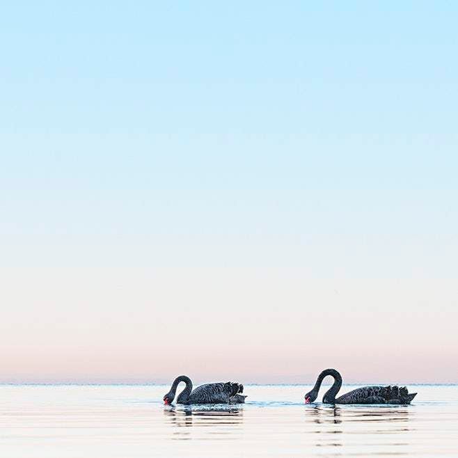 The Silence They Bring - Liza Clements