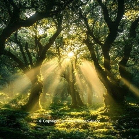 Dandenong Rays by Lynne Alexander