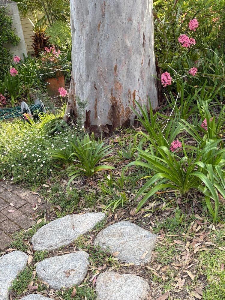 The Challenge of Planting Under Large Gum Trees in Sydney