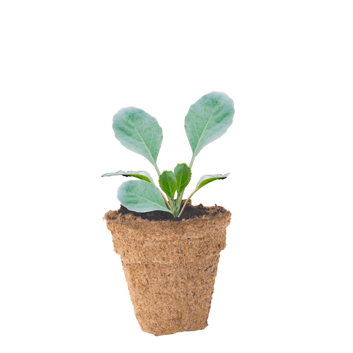 Growing Tips & Advice - Cabbage Seedling Cabbage seedling in small 45mm peat pot