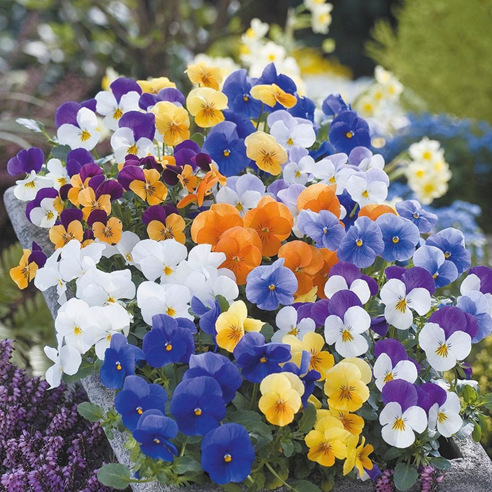 Bright and cheerful viola faces always make you smile. Easy on the eye in the flower bed and especially endearing in a pot.