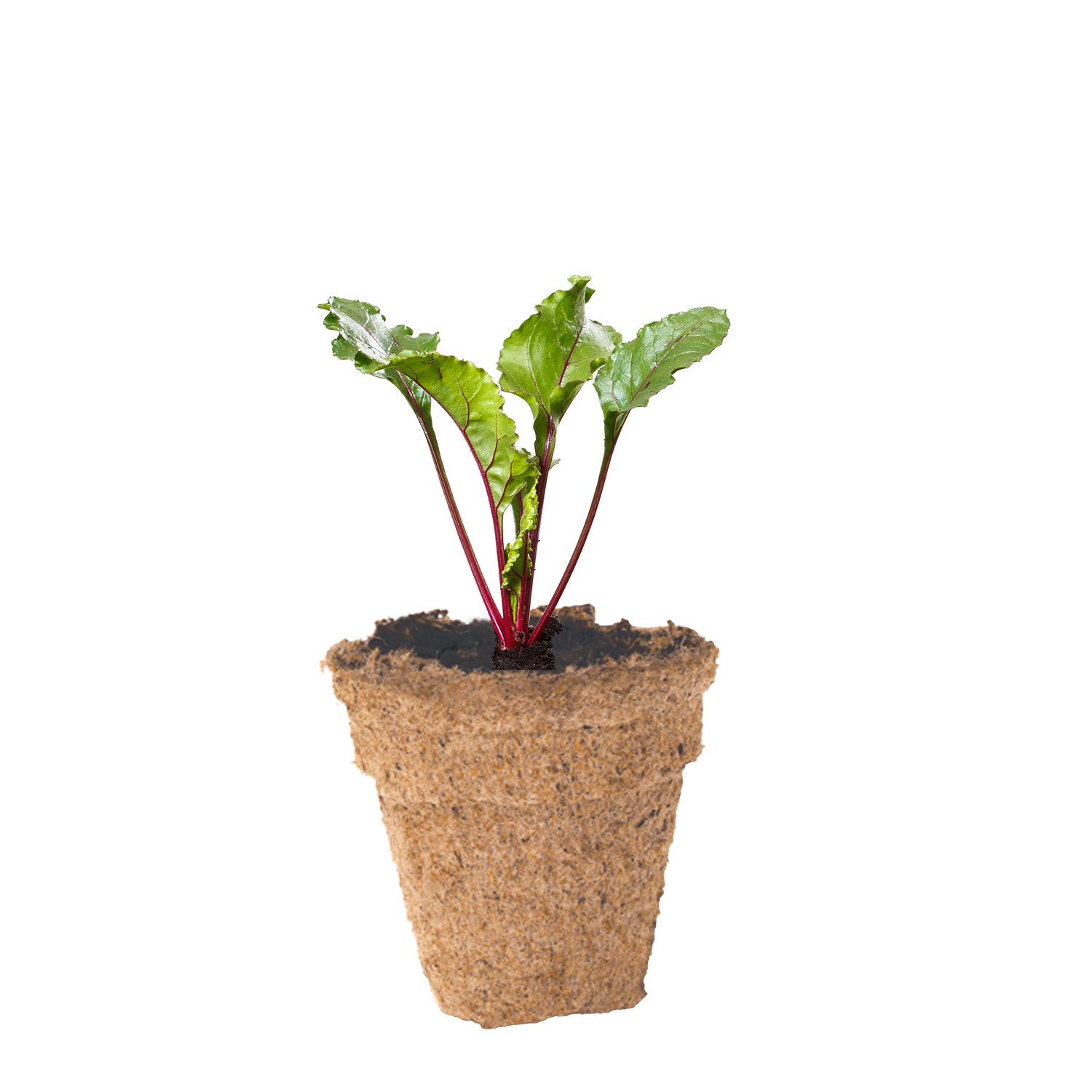 Beetroot seedling in biodegradable peat pot