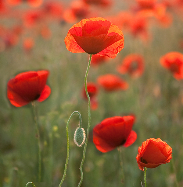 Red poppies are a symbol of remembrance during WW1 and for Aussies and Kiwis it is a symbol for the ANZAC day commemorations - to remember those who died in war or who still serve.