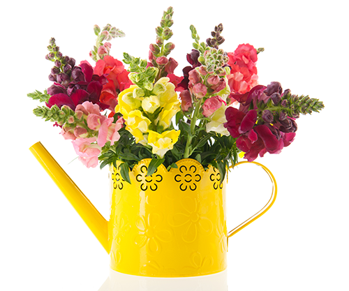 Colourful pink, lemon, cerise, deep red and white flowers. Little florets adorn the flower stems. Snapdragon make you smile with their pretty little blooms. Many of us can remember snapping the florets open and shut to make them talk.