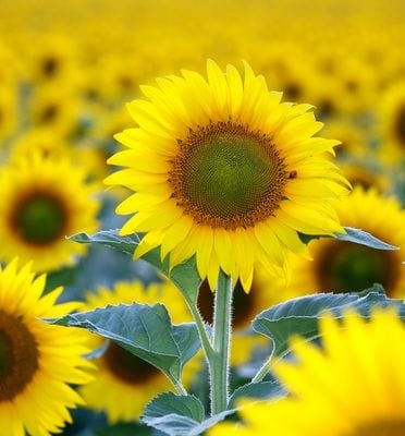 Majestic golden blooms reach for the sky making a glorious show all Summer long