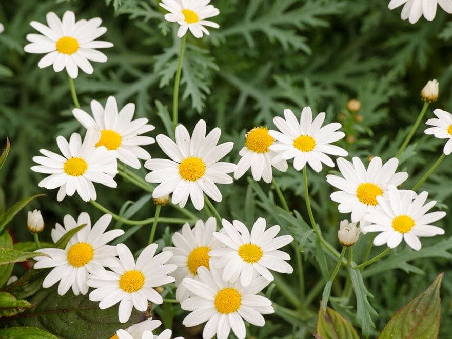 Sweetly scented alyssums are easy to grow and quick to flower