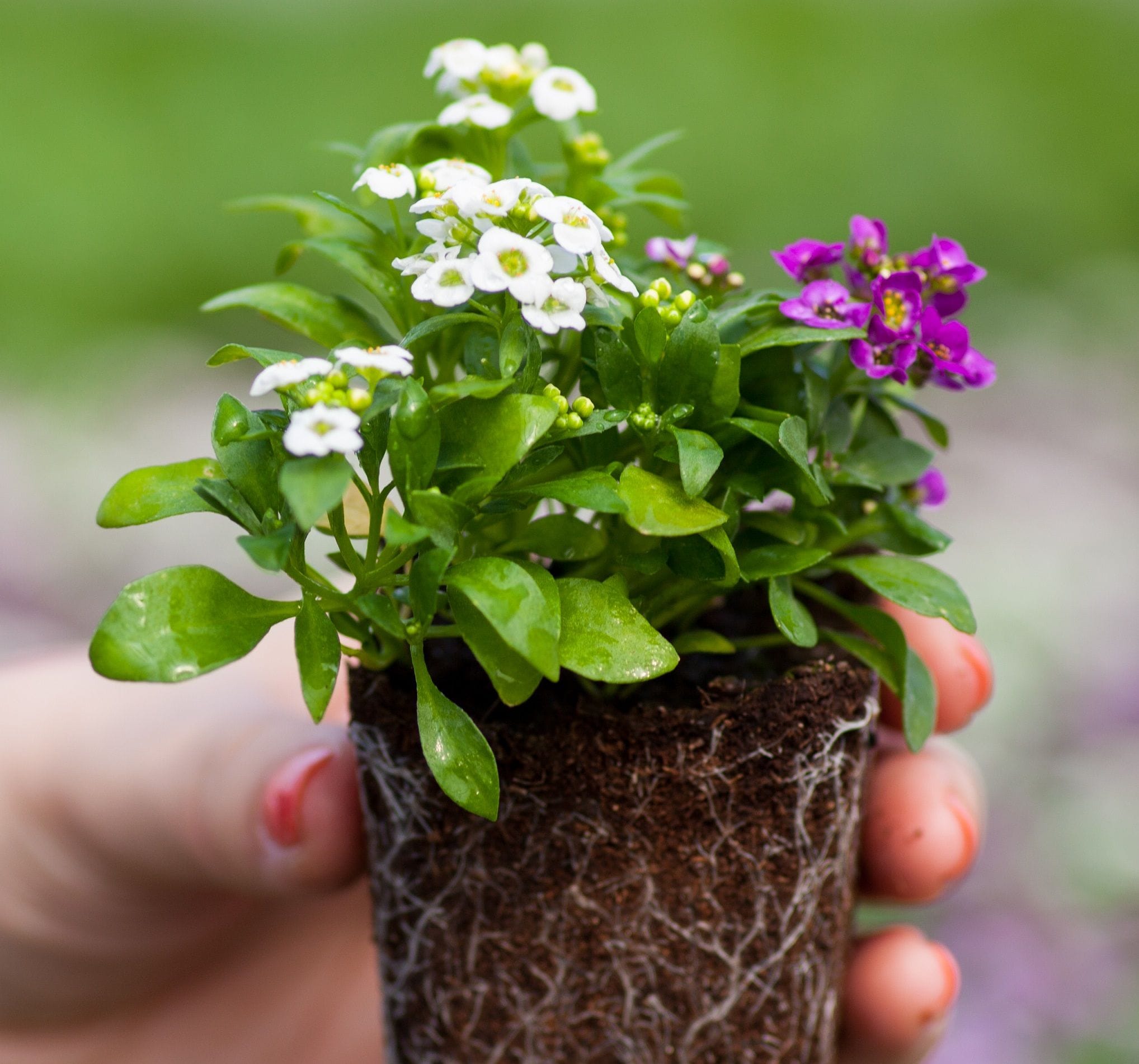 Sweetly scented alyssums are easy to grow and quick to flower