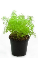 New dill herb plant in small grow pot