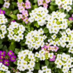 Lightly fragrant sweet alyssum is a pretty little flower that makes a wonderful filler for the garden, pot or windowbox