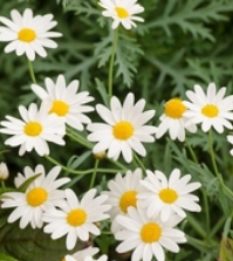 Delightful white daisies with sunny centres make a magnificent Summer display