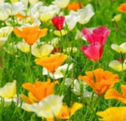 Bright orange, cream and crimson flowers for summer clolour