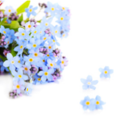 Forget me not blue flower appear in Spring reseeding easily to continue their natural beauty