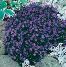 Compact lobelia plants carry lots of iridescent blue flowers throughout Spring