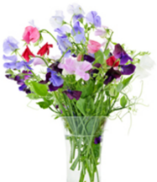 The nostalgic fragrance of sweet peas takes you back to granny's garden