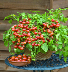 You only have a small garden space you can still grow your own tasty tomatoes in a pot