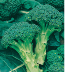 Compact blue green broccoli with mild flavour.