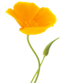 Bright and bouncy poppies are fuss free and grow easily along fence lines and other challenging garden spaces.