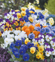 Little violas brighten up a Spring garden or patio pot with their pretty little faces