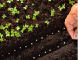 Gardener's hand showing how easy it is to sow seed direct into a garden bed