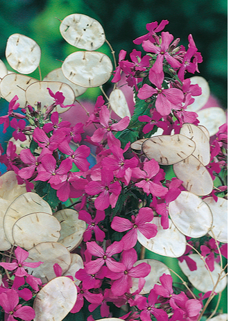 Everlasting coin like seed pods