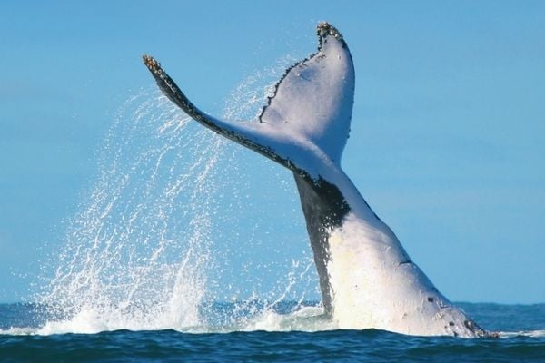Top Whale Watching Opportunities: Tours and our favourite vantage points in Port Macquarie Top Whale Watching Opportunities: Tours and our favourite vantage points in Port Macquarie